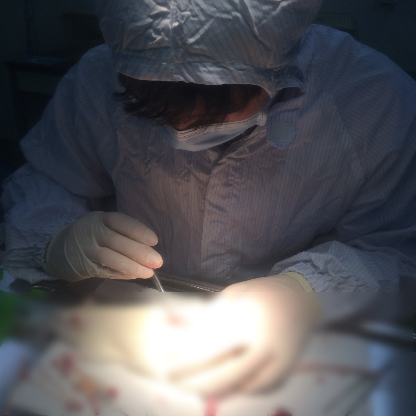 Performing an experimental surgery in the laboratory